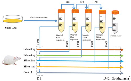 Figure 1. Silica nasal inhalation protocol.