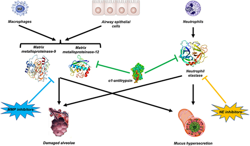 Figure 5 Proteolytic interplay between α1-antitrypsin (AAT), matrix metalloproteinases (MMPs) and neutrophil elastase (NE). Several proteases, including neutrophil elastase (NE) and MMP-9 and MMP-12, are involved in COPD. Therefore, inhibiting a single enzyme with a NE inhibitor or a MMP inhibitor may not have a significant therapeutic impact. AAT inhibits NE and reduces macrophage MMP-12 synthesis.