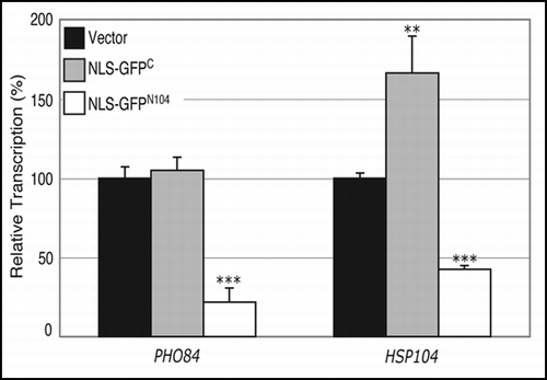 Figure 7 NLS-GFPN104 compromises transcription from the PHO84 and HSP104 promoters. Transcription from the PHO84 and HSP104 promoters was examined by measuring β-galactosidase activity resulting from the PHO84-lacZ and HSP104-lacZ reporter plasmids, respectively, in wild-type cells expressing NLS-GFPC or NLS-GFPN104 from the constitutive TDH3 promoter. The β-galactosidase values were normalized against those from cells carrying the control vector alone, yielding the relative transcription. **p value ≤ 0.005, ***p value ≤ 0.001.