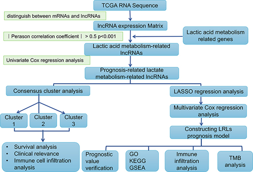 Figure 1 Flow chart for characterization of lactate metabolism-related lncRNAs.