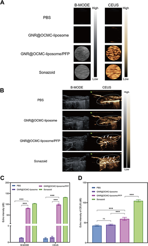 Figure 4 Ultrasound imaging capability of the GNR@OCMC-liposome/PFP. (A) B-mode and CEUS images of PBS, GNR@OCMC-liposome, GNR@OCMC-liposome/PFP, and Sonazoid groups; (B) B-mode and CEUS images of longitudinal sections of hindlimb muscles after a tail vein injection of PBS, GNR@OCMC-liposome, GNR@OCMC-liposome/PFP or Sonazoid in mice irradiated with NIR light (the oval dashed box area highlights the perfusion range of the mouse hindlimb muscles, while the white arrows indicate the MB echoes in the perfused area); (C) Quantification values of the echo intensity corresponding to the various modality ultrasound images in (A); (D) Quantification values of the echo intensity corresponding to the CEUS images in (B). ***Indicates P < 0.001 while ns indicates that the difference was not statistically significant.