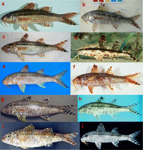 Figure 4. Photographs of four dark-freckled Upeneus species: Upeneus heemstra sp. nov.: (a) holotype, SAIAB 119042, 124 mm SL, off Kipini, Kenya (Phil C. Heemstra); (b) paratype, SAIAB 80384, 142 mm SL, Nyama reef, Tanzania (Monica Mwale); (c) SAIAB 187361, 133 mm SL, Negombo, Sri Lanka (Franz Uiblein); and (d) subadult specimen, Pomene, Mozambique (Mike & Valda Fraser). Upeneus tragula: (e) 260 mm SL, Andaman Islands (Rajan Thomas); (f) CSIRO H 3637-09, 92 mm SL, W of Thursday Island, Arafura Sea, Australia (Gordon Yearsley); (g) HIFIRE F58135, 130 mm SL, Vietnam, Ha Long (Dimitri A. Pavlov); and (h) SAIAB 35138, 135 mm SL, Taiwan (Phil C. Heemstra). U. niebuhri: (i) SAIAB 88873, 74 mm SL, Gulf of Suez, Egypt (Sergey Bogorodsky). U. oligospilus: (j) BPBM 29499, 118 mm SL, Persian Gulf, Bahrain (Jack E. Randall).