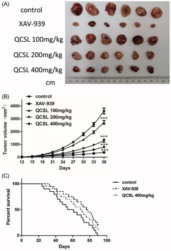 Figure 1. QCSL inhibits the growth of T24 xenografts and increases the survival time of T24 xenograft mice. Thirty mice were randomly divided into five groups (n = 6 each): control group; 20 mg/kg XAV-939 group; 100 mg/kg QCSL group; 200 mg/kg QCSL group and 400 mg/kg QCSL group. (A) Images of T24 xenografts treated with 20 mg/kg XAV-939 or different concentrations of QCSL for 20 days. (B) The volume of T24 xenografts in different groups. (C) Changes in survival time during treatment with XAV-939 or QCSL. ***p < 0.001 compared to control group.
