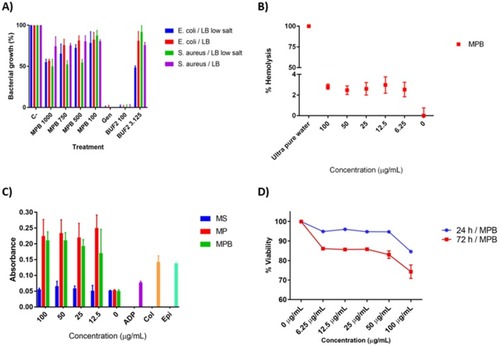 Figure 2 (A) Bacterial growth after treatments with BUF-II-PEA-magnetite nanobioconjugates at 1 mg/mL, 750µg/mL, 500 µg/mL and 100 µg/mL (MPB 1000, MPB 750, MPB 500 and MPB 100), gentamicin (Gen) and BUF-II at 100 µM and 3.125 µM (BUF-II 100 and BUF-II 3.125). (B) Assessment of the hemolytic effect of BUF-II-PEA-magnetite nanobioconjugates (MPB) at different concentrations. In all cases, hemolysis was below 5%. Mili Q water was used as a positive control and PBS 1X as the negative control. (C) Platelet aggregation caused by bare magnetite (blue), PEA-coated magnetite nanoparticles (red) and BUF-II-PEA-magnetite nanobioconjugates (green) compared to Adenosine diphosphate (ADP), collagen (Col), Epinephrine (Ep), and Buforin II (BUF-II) (D) Cytotoxicity of BUF-II-PEA-magnetite nanobioconjugates at 24 (blue) and 72 hrs (red).Abbreviations: MS, bare magnetite; MP, PEA-coated magnetite; MPB, BUF-II-PEA-magnetite conjugates.