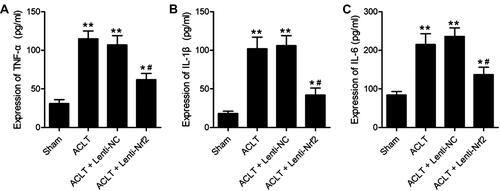 Figure 4 Overexpressing Nrf2 suppresses synovial inflammation in a murine model of PTOA. Samples of blood were conducted on day-7 post-ACLT or sham surgery, and ELISAs were conducted to measure TNF-α (A), IL-1β (B), and IL-6 (C) levels in isolated serum. Data are means±SD. n = 5/group. *p<0.05, **p<0.01 vs Sham. #p<0.05 vs ACLT model group.