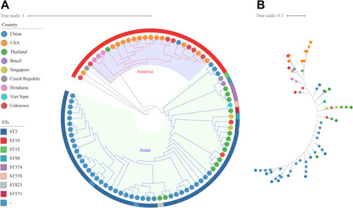 Figure 2 Worldwide spread of KL49 Acinetobacter baumannii strains. (A) A phylogenetic tree of the 78 KL49 strains retrieved from NCBI and nine KL49 strains in this study. LAC-4 was used as reference. The colors of the isolate tips represent the country of isolation. STs are shown in the outer ring. (B) An unrooted version of the tree shown in (A).