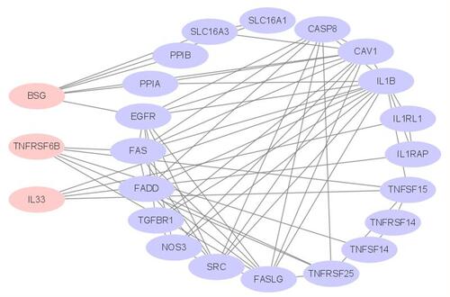 Figure 5 The interactions between protein and protein with CD147, DcR3, and IL33.