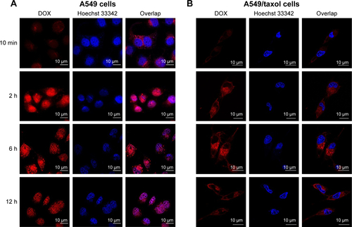 Figure S5 The uptake and intracellular migration of free DOX in A549 cell (A) and A549/taxol cell (B) at different time points observed by CLSM. Notes: Red fluorescence represents free DOX, and blue region represents nucleus. Scale bar, 10 μm.Abbreviations: DOX, doxorubicin; CLSM, confocal laser scanning microscopy.