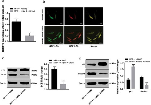 Figure 5. Sirtinol suppressed SIRT1 activity and affected autophagy flux in SH-SY5Y cells. (a/c/d). the expressions of SIRT1 and autophagy-related proteins in SH-SY5Y cells induced by MPP~+ after Sirtinol treatment detected by Western blot analysis; (b). mRFP-GFP-LC3 fluorescence tracing (LC3 fluorescence point in SH-SY5Y cells decreased under the action of Sirtinol). **p < 0.01, ***p < 0.001 vs. the MPP~+ + NaHS group. Data in in panels (a) and (c) were analyzed by t-test; data in panel (d) were analyzed by two-way ANOVA, followed by Tukey’s multiple comparisons test for post hoc test. Repetitions = 3.