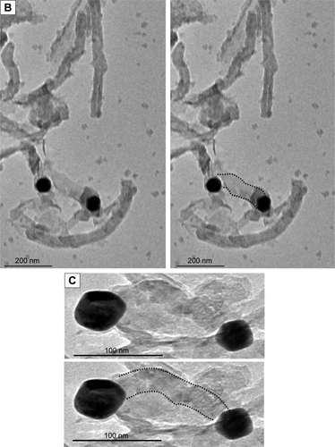 Figure S5 TEM images of MWCNT+ AuNPs linked through cleavable bonds.Notes: Dashed lines are added to highlight the tube’s structure. (A) f-MWCNT-3. (B) f-MWCNT-2. (C) f-MWCNT-1.Abbreviations: TEM, transmission electron microscopy; MWCNT, multi-walled carbon nanotubes; AuNP, gold nanoparticle.