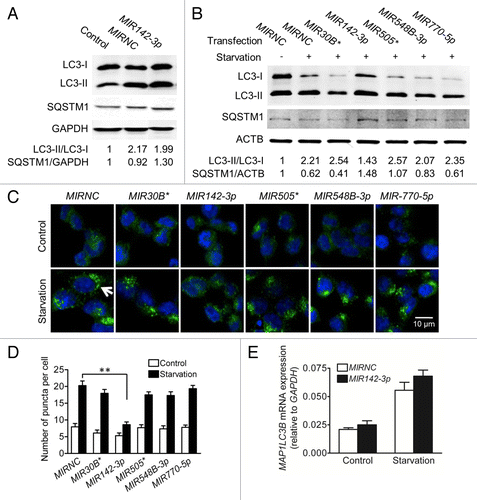 Figure 5.MIR142-3p regulates starvation-induced autophagy in HCT116 cells. HCT116 cells were transfected with a miRNA mimic or MIRNC (50 nM). At 24 h post-transfection, cells were directly collected (A) or incubated in EBSS for autophagy induction for another 4 h (B). Autophagy was monitored based on the LC3 turnover and SQSTM1 degradation by western blot. The band densities were quantitated and the ratios of LC3-II/LC3-I and SQSTM1/GAPDH (or ACTB) were calculated and normalized. (C) LC3-II puncta were visualized by confocal imaging of cells immunostained for nucleus and LC3 using DAPI (blue) and Alexa Fluor 488 secondary antibody conjugates (green), respectively. Arrow indicates increasing LC3-II puncta. Representative imaging are shown. (D) LC3-II puncta per cell were quantitated by randomly counting 20 cells for each treatment group and the data are expressed as the mean ± SEM (n = 20). (E) Real-time RT-PCR analysis of MAP1LC3B mRNA expression. The data were expressed as the mean ± SEM (n = 6).