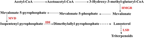 Figure 1. The biosynthetic pathway of triterpenoids. HMGR, 3-Hydroxy-3-methylglutayl Coenzyme A reductase; MVD, mevalonate pyrophosphate decarboxylase; IDI, isopentenyl diphosphate isomerase; LSD, lanosterol 14-alpha-demethylase.
