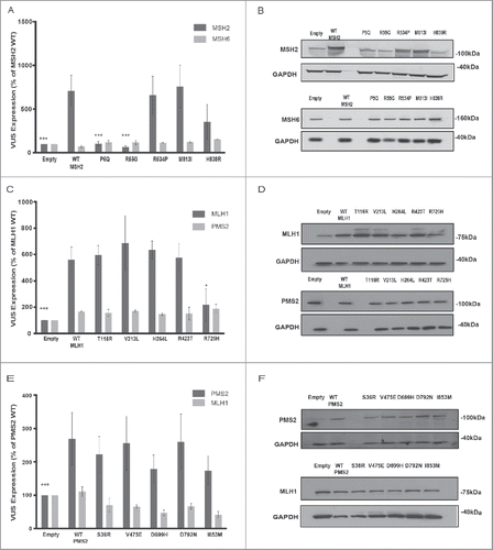 Figure 2. Analysis of MMR variant protein expression in HEK293 cell lines. (A-B) represents expression of MSH2 variants (P5Q, R55G, R534P, M813I, H839R) (dark gray bars) with corresponding MSH6 expression (light gray bars). (C-D) represents expression of MLH1 variants ((T116R, V213L, H264L, R423T, R725H) (dark gray bars) with corresponding PMS2 expression (light gray bars). (E-F) represents expression of PMS2 variants ((S36R, V475E, D699H, D792N, I853M) (dark gray bars) with corresponding PMS2 expression (light gray bars). For all experiments, E, empty vector transfection and WT, wild type transfection. (A, C, E) Quantification from 3 independent experiments ± SEM. Statistics were performed using a one-sample T-test, where * represents p < 0.05, ** represents p < 0.01 and *** represents p < 0.001. Protein was analyzed 48 hr post transfection. The data are analyzed relative to wt expression as % expression ± SEM. (B, D, F) Top image represents MSH2/MLH1/PMS2 with GAPDH and bottom image represents corresponding MSH6/PMS2/MLH1 with GAPDH