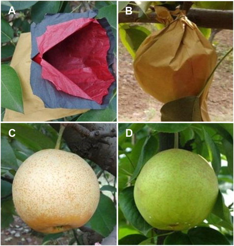 Figure 1. Experimental materials and treatments. (A) Fruit bag, (B) a bagged Pyrus pyrifolia ‘Cuiguan’ fruit, (C) previously bagged ‘Cuiguan’ fruit and (D) unbagged ‘Cuiguan’ fruit (control).