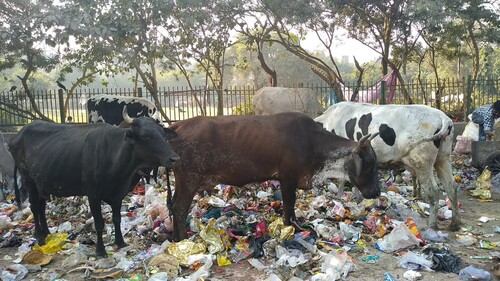 Figure 1. Urban cattle grazing in a garbage heap (Photo: Maan Barua).