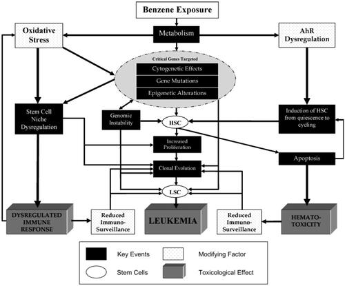 Figure 9. A “no side effects” conceptualization of proposed causal pathways linking benzene exposure to AML risk. Source: McHale et al. (Citation2012)