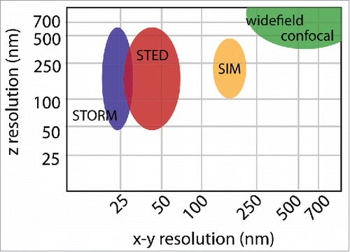 Figure 3. Spatial resolution. The resolution of widefield or confocal microscopy is determined by the numerical aperture of the objective and wavelength of the excitation light and is ∼250 nm in x-y and 600 nm in z. SIM doubles the resolution in all three dimensions achieving ∼125 nm lateral resolution and ∼300 nm axial resolution. STED and STORM can achieve a range of axial resolutions, depending on the use of TIRF or 3D imaging modalities. In general STORM achieves a slightly better x-y resolution of ∼20 nm, as opposed to ∼40 nm by STED. These resolutions are approximations based on commercially available systems. Variations in the resolution of each method depend on the properties and quality of the sample, as well as the particular optical setup.