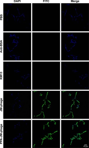 Figure 3 Binding specificity of JM-phage and PPA-JM-phage.Notes: Detection of JM-phage and PPA-JM-phage binding affinity to Candida albicans cells using immunofluorescence microscopy. Confocal images of C. albicans cells obtained after incubation with experimental and control groups. Blue fluorescence, DAPI; green fluorescence, FITC-conjugated goat antimouse IgG.Abbreviations: PPA, pheophorbide A; FITC, fluorescein isothiocyanate.