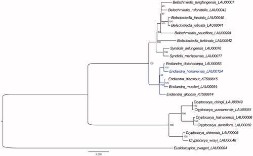Figure 1. The ML phylogenetic tree for Endiandra hainanensis based on the other 19 species (six in Beilschmiedia, two in Syndiclis, four in Endiandra, six in Cryptocarya, and one in Eusideroxylon) plastid genomes.
