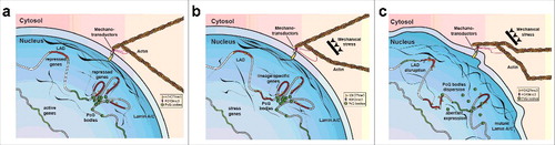 Figure 1. Schematic representation of Lamin dependent mechanotransduction. Nuclear lamina works in couple with the mechanotransductor machinery to convert mechanical stimuli into epigenetic changes including: Histone modification, LAD higher order structures and PcG organization (a, b) In EDMD, the compromised mechano-properties of aberrant form of Lamin A/C could increase the sensitivity of the nuclei to mechanical stress resulting in: loss of LAD conformation, PcG bodies dispersion and aberrant gene expression.