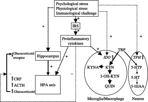 Figure 4 Regulation of brain KYN pathway and HPA axis by stress and immunological challenges. Stress and immune challenges activate the KYN pathway and the HPA axis. Proinflammatory cytokines activate the KYN pathway via induction of IDO, whereas they stimulate the HPA axis. Furthermore, proinflammatory cytokines attenuate the negative feedback control of the HPA axis. ACTH, adrenocorticotropic hormone; CRF, corticotropin releasing factor; 5-HIAA, 5-hydroxyindoleacetic acid; HPA axis, hypothalamo-pituitary-adrenal axis; 5-HT, serotonin; 5-HTTP, 5-hydroxy tryptophan; IDO, indoleamine 2,3-dioxygenase; IRS, inflammatory response system; KYN, kynurenine; KYNA, kynurenic acid; 3-OH KYN, 3-hydroxykynurenine; QUIN, quinolinic acid; TRP, tryptophan; TPH, tryptophan hydroxylase.