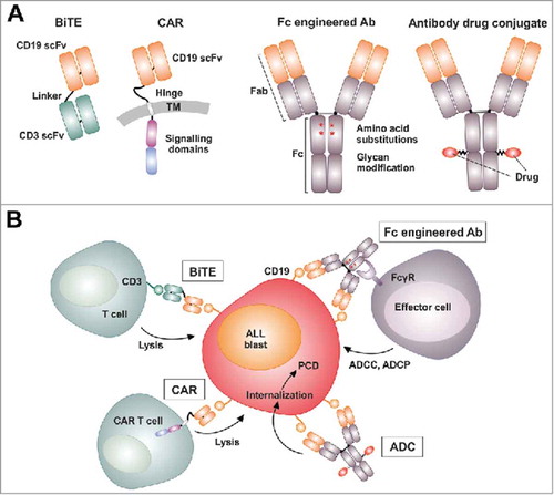 Figure 1. Design of CD19 antibody constructs and CD19 targeting strategies. (A) CD19 antibody constructs include the clinically approved [CD19 × CD3] bispecific T cell engager (BiTE) molecule blinatumomab consisting of two single-chain fragments variable (scFv) fused with a small linker peptide and chimeric antigen receptors (CAR) for T cell engineering containing an extracellular CD19 scFv as well as intracellular signaling domains from CD3ζ and co-stimulatory 4-1BB (TM, transmembrane domain). Fc engineered CD19 antibodies in advanced clinical trials include MOR208, whose Fc domain was engineered by introducing amino acid substitutions S239D/I332), and the nonfucosylated, glyco-engineered antibody inebilizumab (MEDI-551). In addition, CD19 antibody drug conjugates (ADC), in which CD19 antibodies are coupled to cytotoxic agents like monomethyl auristatin F (MMAF) as in denintuzumab mafodotin, (SGN-D19A), are in different phases of clinical development. (B) Blinatumomab redirects T cell cytotoxicity to CD19 by engagement of CD3 on T cells. CAR T cells, which are generated by transduction with CAR expression constructs, recognize CD19-positive leukemia cells via their artificial antigen receptor. In contrast, Fc engineered CD19 antibodies (Ab) activate effector cells including NK cells and macrophages by engagement of activating Fcγ receptors (FcγR) and trigger enhanced antibody-dependent cell-mediated cytotoxicity (ADCC) or phagocytosis (ADCP). In ADCs, the antibody functions as a vehicle to transport the cytotoxic drug to tumor cells. Upon binding, the ADC-antigen complex is internalized and the cytotoxic moiety is released, thereby triggering programmed cell death (PCD).