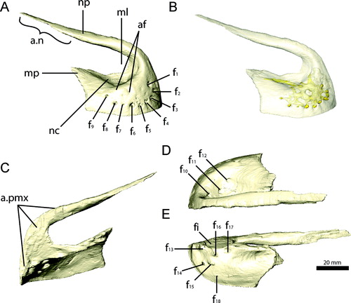FIGURE 3. Right premaxilla of Erlikosaurus andrewsi (IGM 100/111). A, B, lateral; C, medial; D, dorsal; and E, ventral views. Bone in B rendered transparent to visualize internal neurovascular structures (in yellow). Abbreviations: a.n, nasal articulation; a.pmx, premaxilla articulation; af, ancillary foramina; f1–18, neurovascular foramina; fi, incisive foramen; ml, medial lamina; mp, maxillary process; nc, narial chamber; np, narial process.