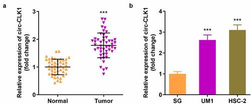 Figure 1. Circular-CDC like kinase 1 (circ-CLK1) is highly expressed in oral squamous cell carcinoma (OSCC). (a) circ-CLK1 expression in OSCC patients; (b) circ-CLK1 expression in UM1 and HSC-2 cells. *** P < 0.001 versus control.