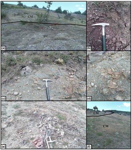 Figure 4. Field photographs from the Pelitören section: (a) Photographs showing the relation between first and second slices. Basic volcanics (BV) at the base of the section overlain by chert-mudstone alternations (CM) of the second slice with tectonic contact; (b) thin-bedded, red colored chert and silicified mudstone alternations where the sample 12-TC-303A was taken; (c–d) angular clasts derived from different lithologies (mainly chert) in clayey matrix, from where samples (12-TC-303D and 10-IPS-6) were collected; (e) photograph showing the locality of sample 12-TC-303H from highly deformed, gray to green colored, thin to medium-bedded, chert-mudstone (CM) alternations; and (f) tectonic relation between chert-mudstone alternations (CM) of late Early to early Middle Norian age and the overthrusting ophiolite body with an intervening amphibolite slice (UM) at the top of the section.