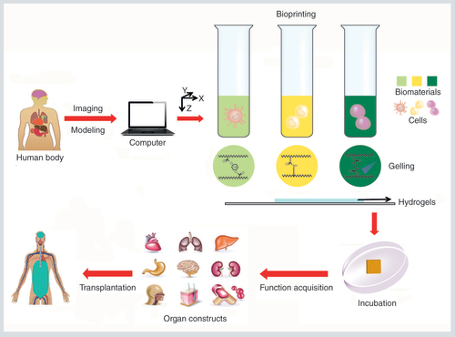 Figure 1. Schematic illustration showing 3D bioprinting technique and its applications.The human body defects are scanned and the architectural information is imported into the computers allowing on-demand printing. Then, several cell-laden bioinks are printed through the nozzle system by chemical or physical cross-linking, and deposited in spatially predefined locations. The cells in the bioprinted scaffolds proliferate, migrate and mature into functional organs. These biomimetic organs could be ultimately used for tissue engineering.