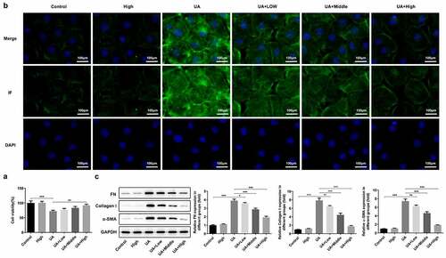 Figure 5. WFA prevented UA-induced fibrosis in NRK-52E cells. (a) Cell viability was assessed with a CCK-8 assay. (b) The level of α-SMA was determined using immunofluorescence assay. (c) Western blotting was employed to assess the expression of FN, collagen1 and a-SMA. Data were presented as the mean ± standard deviation of three independent experiments. **P < 0.01 and ***P < 0.001. WFA, Withaferin A; UA, uric acid; α-SMA, α-smooth muscle actin; FN, fibronectin