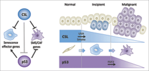 Figure 1. Combined CSL-p53 control of multistep CAF determination regulates tumor evolution. Left: CSL acts as a constitutive direct repressor of multiple senescence- and CAF-effector genes; it also physically interacts with p53 and represses its activity. Concomitant p53 and CSL loss in HDFs blocks senescence and enhances CAF effector gene expression. Right: Firstly, environmental insults like UVA irradiation and smoke can cause CSL down-modulation and stromal cell senescence. Secondly, paracrine influence of incipient cancer cells, like FGF-2 secretion, is involved in p53 suppression leading to stromal and tumor cell expansion.