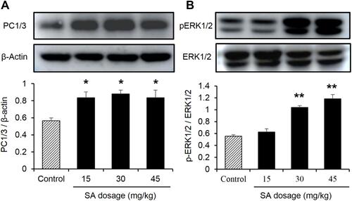 Figure 4 Sennoside A induced activation of ERK1/2 pathway and expression of PC1/3 in colon tissue. (A) The PC1/3 expression inﬂuenced by SA in the colon of normal mice. (B) ERK1/2 expression inﬂuenced by SA in the colon of normal mice. Data are presented as the mean ± SEM; n = 6. *P < 0.05 vs the normal control group. **P < 0.01. vs the normal control group.