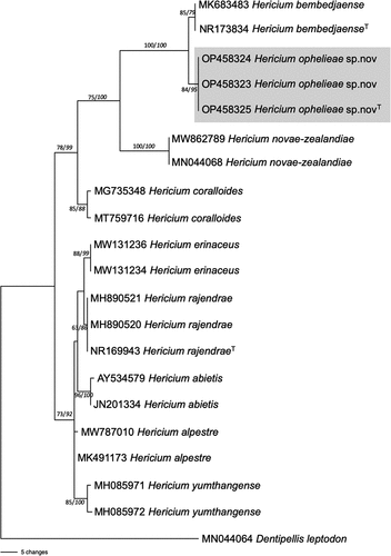 Figure 1. Phylogenetic tree inferred from the ITS dataset. Sequences are referred to by their species name and GenBank accession number. Bootstrap values are indicated as the first value on the branch followed by the probability value in italics. T indicates a type strain.