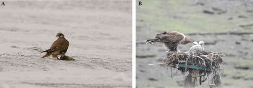 Photo 2.3. A Saker falclcon (Falco cherrug) is preying a plateau pika (2.3 A) and upland buzzard (Buteo hemilasius) feeding her babies (2.3 B). Photos by Zhinong Xi and Xinquan Zhao.