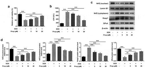 Figure 1. Propofol alleviates DOX-induced cytotoxicity and activates Nrf2/GPx4 signaling pathway in H9c2 cells. (a) Relative cell viability of H9c2 cells in the groups of control, DOX, DOX+Prop (5, 10, 20 μM) was examined at 24 h by CCK-8. ***P < 0.001. (b) The level of LDH in the groups of control, DOX, DOX+Prop (5, 10, 20 μM) was detected by LDH assay kit. ***P < 0.001. (c-d) The protein levels of Nrf2 (nuclear), Nrf2 (cytoplasm), Keap1 and GPx4 in H9c2 cells were measured by Western blot in the groups of control, DOX, DOX+Prop (5, 10, 20 μM). *P < 0.05, **P < 0.01, ***P < 0.001.