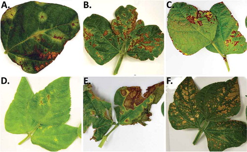 Fig. 1 (Colour online) Symptoms of bacterial diseases observed during field surveys conducted in Alberta in 2012, with corresponding pathogens isolated from leaves in the lab. (a) Large yellow halos surrounding small necrotic lesions typical of halo blight; Pph isolated; (b) Brown spot symptoms showing spotty brown necrotic lesions with slight yellow margins; Pss isolated. (c) Symptoms typical of brown spot, but both Pph and Pss were isolated; (d) Early symptoms of common blight with brown necrotic area and yellow margins; both Xff and Pph isolated; (e) Foliar symptoms of bacterial wilt with spreading brown, senescent lesions and slight yellow margins; both Cff and Pph were isolated; and (f) symptoms typical of abiotic injury yielding fluorescent Pseudomonads only.