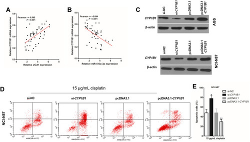 Figure 6 CYP1B1 promotes cisplatin induced apoptosis in human gastric cancer cells. (A) There was a negative correlation between UCA1 expression and CYP1B1 mRNA expression in human gastric cancer tissues; (B) there was a negative correlation between CYP1B1 expression and miR-513a-3p expression in human gastric cancer tissues; (C) immunoblotting was used to detected the expression of CYP1B1 protein in human gastric cancer cells; (D and E) CYP1B1 knockdown increased cisplatin induced apoptosis, while CYP1B1 overexpression decreased cisplatin induced apoptosis in NCI-N87 cells (D), and apoptotic cells were statistically compared (E). Each experiment was repeated three times independently. The rate of apoptosis cells was shown as mean ±SD, *p<0.001 vs si-NC group, and **p<0.001 vs pcDNA3.1 group, and the p-value was calculated by Student’s t-test.