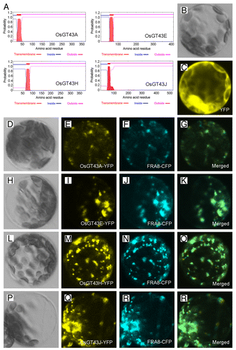 Figure 6. Subcellular localization of OsGT43 proteins. Fluorescent protein-tagged fusion proteins were expressed in Arabidopsis protoplasts, and the signals were visualized with a laser confocal microscope. (A) OsGT43A, OsGT43E, OsGT43H and OsGT43J are membrane proteins as predicted by the TMHMM2.0 program. Inside, the cytoplasmic side of the membrane; outside, the noncytoplasmic side of the membrane. (B) and (C) An Arabidopsis leaf protoplast (B) expressing YFP alone showing the fluorescent signals throughout the cytoplasm (C). (D) to (G) An Arabidopsis protoplast (D) co-expressing OsGT43A-YFP (E) and the Golgi-localized FRA8-CFP (F). (H) to (K) An Arabidopsis protoplast (H) co-expressing OsGT43E-YFP (I) and FRA8-CFP (J). (L) to (O) An Arabidopsis protoplast (L) co-expressing OsGT43H-YFP (M) and FRA8-CFP (N). (P) to (S) An Arabidopsis protoplast (P) co-expressing OsGT43J-YFP (Q) and FRA8-CFP (R). Note the superimposition of the fluorescent signals of OsGT43-YFP with FRA8-CFP (G, K, O, and S).