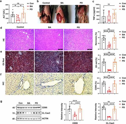 Figure 7. B. acidifaciens reconstitution resulted in lower sensitivity to alcohol-induced liver injury. Serum ALT (a) and TNF-α levels (c) were measured 12 h after alcohol treatment (6 g kg−1) (n = 8 mice per group). (b) Gross liver appearance at 12 h. Representative H&E (d), Oil red O (e) and CD95 IHC staining (f) of liver sections from mice 12 h after alcohol treatment (n = 6–8 mice per group). (g) CD95 and cleaved caspase-3 expression in the liver 8 h after alcohol administration (n = 6 mice per group). Scale bars, 100 μm (d, e). 50 μm (f). *P < .05, ***P < .001. ns, not significant (t test).