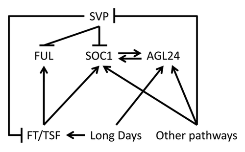 Figure 3. Genetic interactions occurring at the SAM during floral induction. Arrows represent transcriptional activation. Perpendicular lines indicate transcriptional repression.