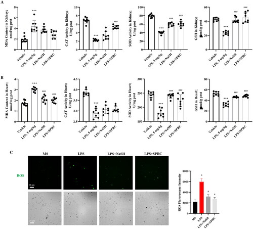 Figure 4. The H2S donors reduced oxidative markers and ROS production in LPS-induced sepsis model. Oxidative and antioxidant parameters including MDA, CAT, SOD, and GSH of kidney tissues (A) and heart tissues (B) from each group of mice were measured. n = 8. (C) ROS generation in LPS-treated RAW264.7 macrophage cells were determined under fluorescence microscope (scale bar, 20 μm) and tested by fluorescent intensity. Data are represented as Mean ± SD. *p < 0.05, **p < 0.01, ***p < 0.001 vs. Vehicle; #p < 0.05, ##p < 0.01, ###p < 0.001 vs. LPS.