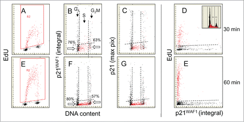 Figure 2. Relationship between expression of p21WAF1 and EdU incorporation. Similar as in Figure 1 the cells were exposed to EdU for 30 or 60 min, the EdU labeled cells were gated (colored red; A and E) and the EdU incorporation is correlated with expression of p21 and cellular DNA content (B, C, F, and G). Also presented is a direct relationship between p21 and EdU incorporation (D and E). The inset in (D) shows DNA content histogram of cells from this culture. The details on gating strategy and “paint-a-gate” data analysis are described in the legend to Figure 1; the dashed skewed lines represent the top level of fluorescence of the cells stained with the secondary Ab only and thus discriminate between the p21 negative and positive cells. As is evident, essentially all cells incorporating EdU are p21 negative. Among the p21-negative cells at the G1 to S transition during the 30 and 60 min EdU pulse there are 76% and 80% cells that did not incorporate EdU. Likewise at the S to G2 transition majority of cells (63% and 57%) were not incorporating EdU.