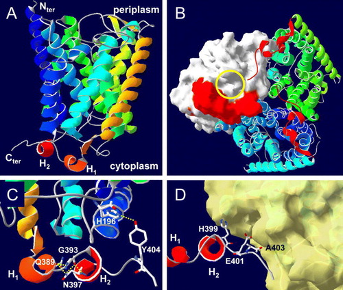 Figure 5.  Model for the CTR of E. coli AmtB. This model was derived as described in Materials and methods. (A) A single AmtB subunit showing the predicted CTR structure. The two helices of the CTR; from E387 to R391 and from D395 to S398 are labelled H1 and H2 respectively. (B) The cytoplasmic face of the AmtB trimer. Two monomers are shown as ribbons, the molecular surface of the third is shown in white and its cytoplasmic vestibule is indicated by the yellow circle (in on-line Figure). The CTR of each monomer is represented in red (in on-line Figure). (C) Hydrogen bonding (yellow dashed lines in on-line Figure) between Y404 and H196 (2.79 Å) and between G393, Q389 and N397. (D) Potential contacts between the H399, E401 and A403 side chains from one monomer (the core of the monomer has been removed) with the cytoplasmic face of the adjacent subunit of which the molecular surface is shown in yellow (in on-line Figure). This Figure is reproduced in colour in Molecular Membrane Biology on-line.