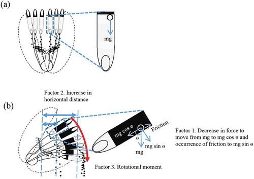 Figure 6. Schematic diagram showing possible mechanism in which the inclination reduces the pollination stability. In the erect floret (a), pollen grains easily drop out of the basal pore of the erect anther by force of gravity (mg), and filament elongation extends vertically favoring the gravity shedding of pollen grains onto stigma. In the inclined floret (b), pollination stability reduced possibly by three factors: Factor 1, decrease in force to move the pollen grains (mg cos ө) in the inclined theca and occurrence of friction to ‘mg sin ө’, which delay or obstruct the pollen release; Factor 2, increase in horizontal distance and decrease in vertical distance between anther pore and centre of stigma by elongation of filament, which reduce gravity shedding of pollens onto the stigma; and Factor 3, increasing rotational moment generated on the filament, which encourages the bending down of anthers and accelerating their inclination. Delayed pollen release increases the weight of anthers and the rotational moment. m: mass of pollen grain; g: acceleration by gravity; ө: angle of inclination with respect to vertical.