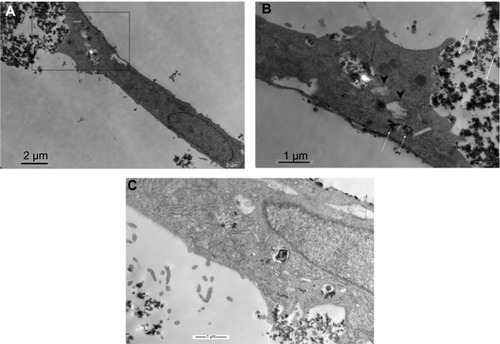 Figure 3 Transmission electron microscopic images of BRL cells treated with SiO2 nanoparticles (1 mg/mL) for 1 hour.Notes: (A) Image of the whole cell. (B) Image of the gated part of (A). Nanoparticles are indicated with white arrows, the particle-filled vesicle is indicated with a black arrow, and the damaged mitochondria are indicated with arrow heads. (C) Image of SiO2 nanoparticles close up in vesicles. The bars represent 2 μm (A) and 1 μm (B and C).Abbreviation: BRL, buffalo rat liver.