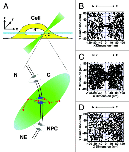 Figure 1. SPEED microscopy imaging of the nuclear transport of single molecules through single native NPCs at the equator of the NE. (A) Illumination of a single NPC at the equator of a cell via SPEED microscopy. Single in-transit molecules (red dots) traversing a single GFP-labeled NPC (blue) imaged using an inclined illumination point spread function (the iPSF forms an angle of 45° from the z direction) at the equatorial plane of the HeLa cell nucleus in the focal plane (between the double light blue lines). C, cytoplasm; N, nucleus. (B) 2D superimposed spatial locations of 10 kDa dextran molecules passively diffusing through the NPC. Superimposed plots of the spatial locations of single dextran molecules, primarily within a rectangular area of 240x160 nm around the centroid of the NPC. (C) 2D superimposed spatial locations of Imp β1 molecules in the NPC. (D) 2D superimposed spatial locations of Importin α1/Imp β1/NLS-2xGFP complexes in the NPC.