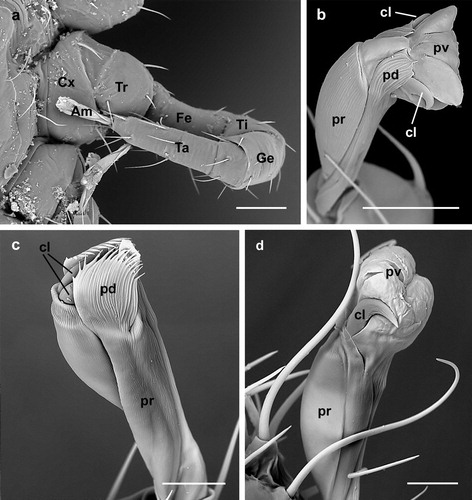 Figure 1. Dermanyssus gallinae: (a) nymph: third leg clearly displaying seven segments; (b) larva: dorso-lateral view of the ambulacrum of the second leg with the praetarsus (the peduncle-like extension), two claws and the central pulvillus visible; (c) nymph: lateral view of the ambulacrum of the third leg with the pulvillus and the claws completely retracted into the praetarsus and the paradactyli covering them; (d) nymph: lateral view of the ambulacrum of the first leg showing the pulvillus completely inflated, the claws laterally located and the absence of the paradactyli. Abbreviations: Am: ambulacrum; cl: claw; Cx: coxa; Fe: femur; Ge: genua; pd: paradactylus; pr: praetarsus; pv: pulvillus; Ta: tarsus; Ti: tibia; Tr: trochanter. Scale bars: 50 µm (a); 10 µm (b–d).