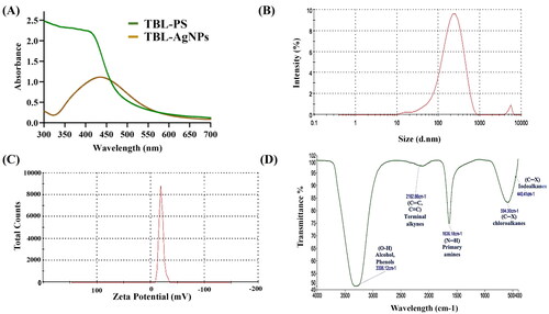 Figure 3. (A) Characterization of TBL-AgNPs using UV spectrophotometer and the peaks were observed at 427 nm, (B) DLS analysis of the TBL-AgNPs (176.4 nm), (C) zeta potential results of TBL-AgNPs (−9.24 mV) and (D) FTIR spectra of TBL-AgNPs.