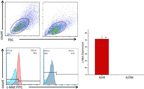 Figure 4. Expression levels of c-Met on the surface of cancer cell lines detected by flow cytometry. A549 cells and A2780 cells were stained with FITC conjugated anti c-Met mAb(red),Unstained cells were used as blank control(blue).The results represent the mean of 3 independent experiments. Histogram data are represented as mean ± standard deviation (N = 3) of relative FITC expression levels as compared to blank control.Two sample paired Student’s t-tests were used to determine statistical significance. (*p < 0.01 vs the c-Met expression of A2780).